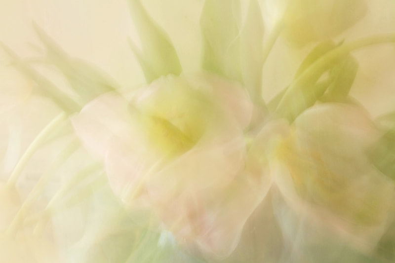 Photograph of Tulips in abstract.