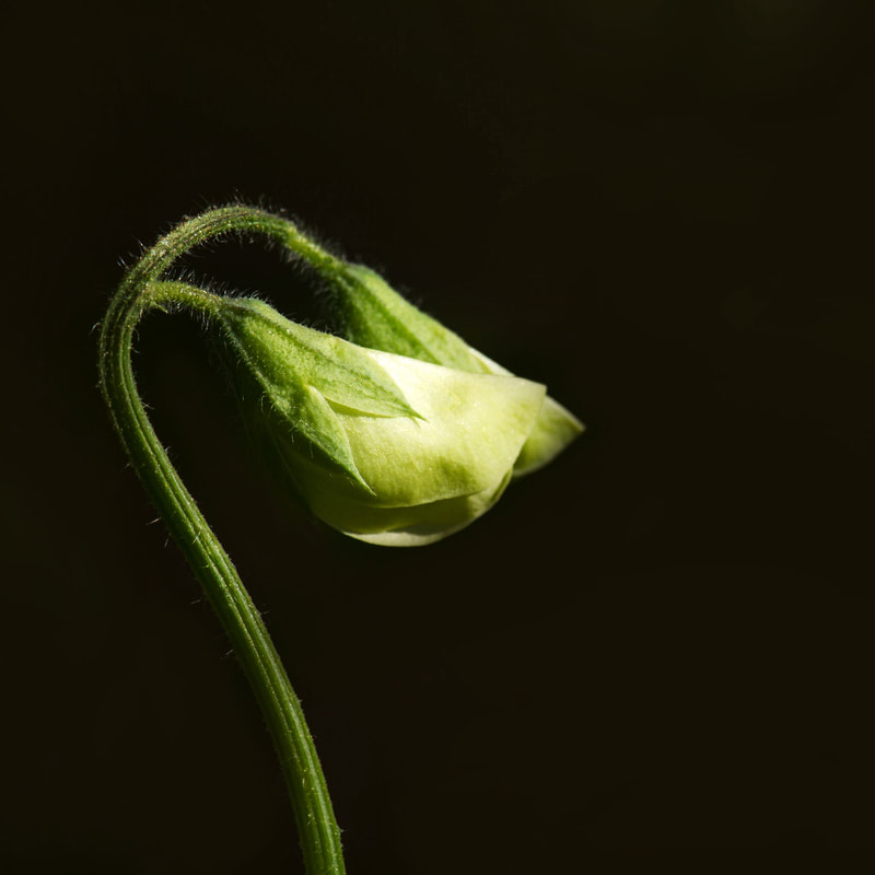 Photograph of Sweet Pea buds in sunlight.