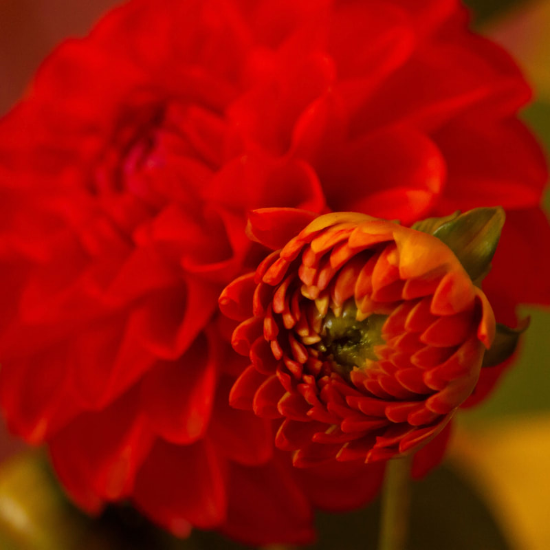 Photo of a red dahlia bud.