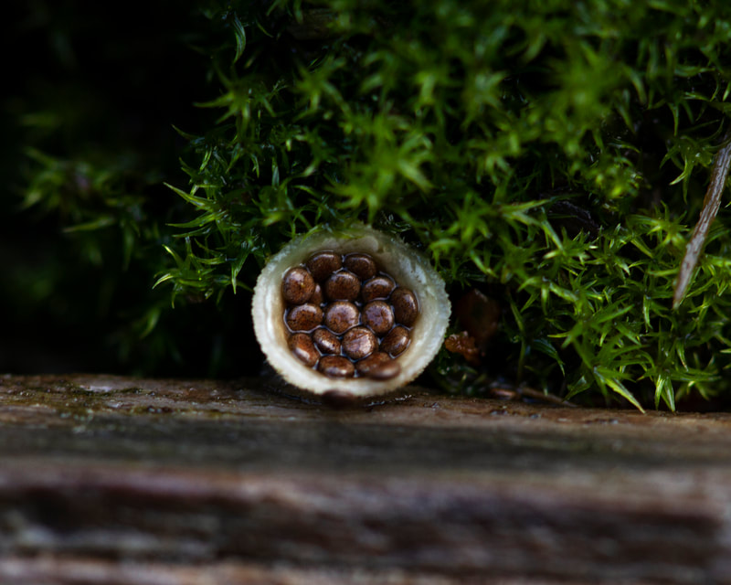Photograph of A single Bird's Nest fungus full of eggs.