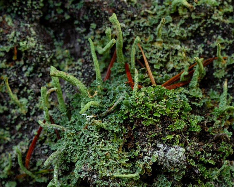 Photograph of One of the many Cladonia lichen.