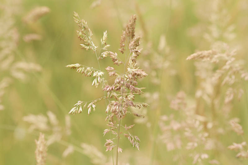 Photograph of wild grass in a field.