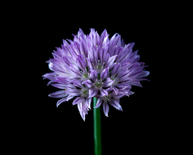 Photograph of a Flower from a chives herb plant in full bloom.