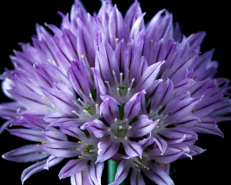 Photograph  of a chive flower in macro.
