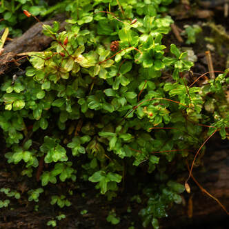 Photo of Hairy Lantern Moss
