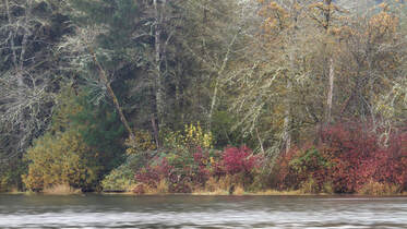 Picture of the Chehalis river on a rainy November day