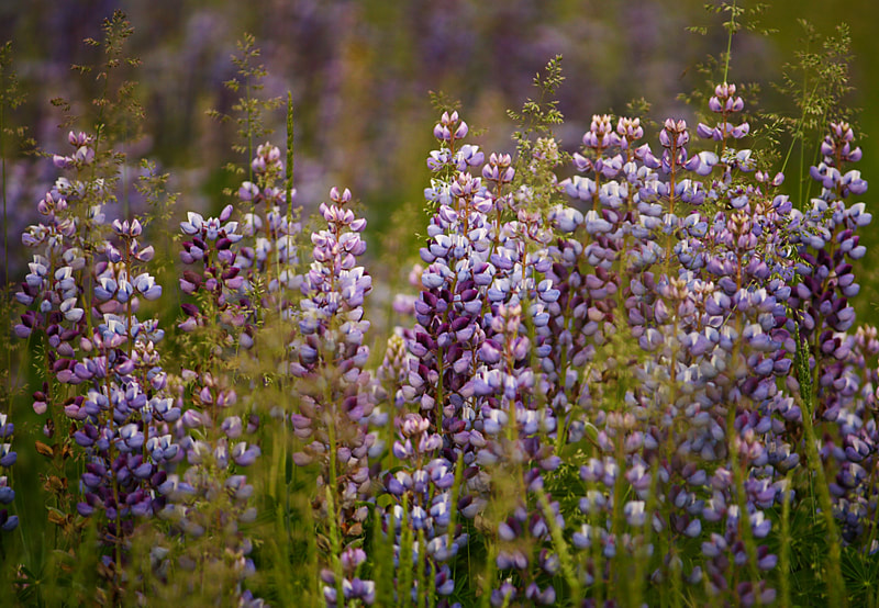A field of lupine flowers.