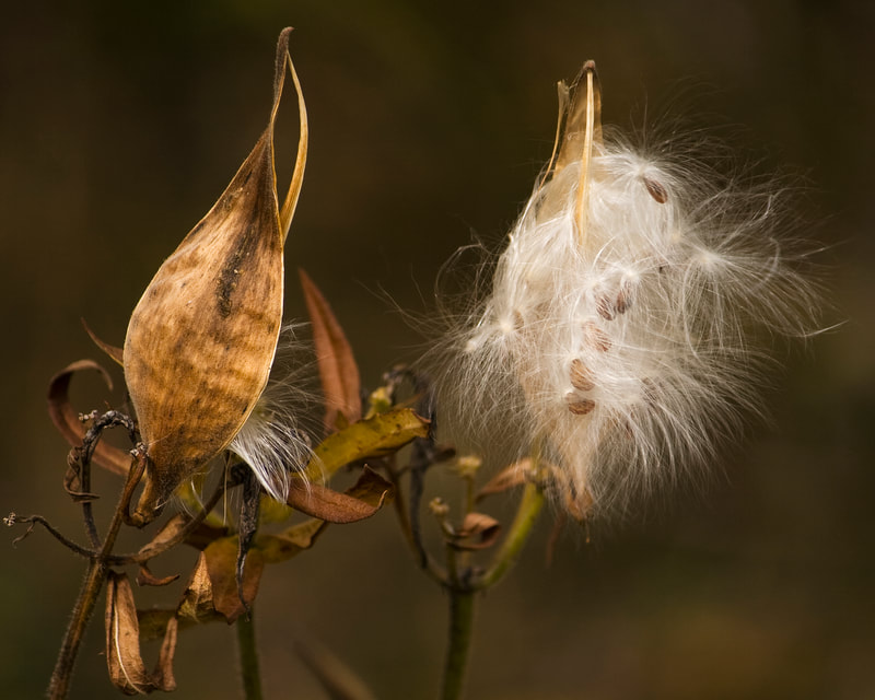 Two milkweed seed pods.