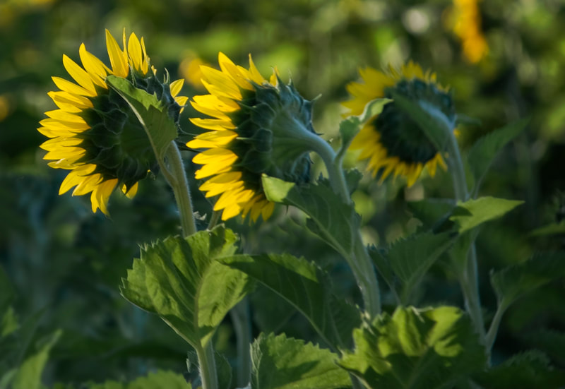 Photograph of three sunflowers in a field.