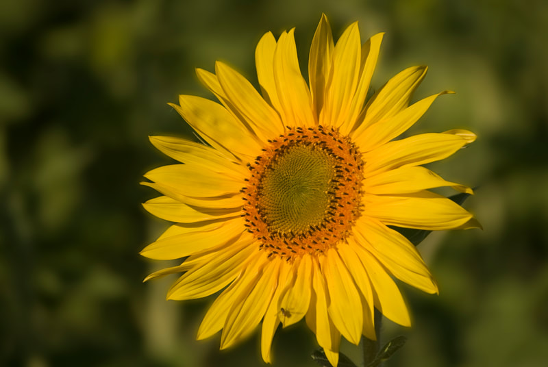 Photograph of a single sunflower facing the sun.