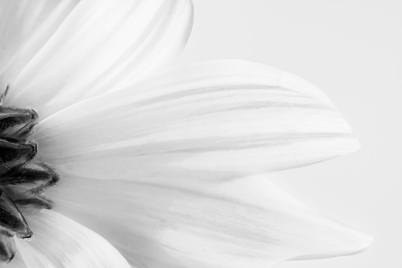 Photograph ofClose up of a white daisy caught in black and white.