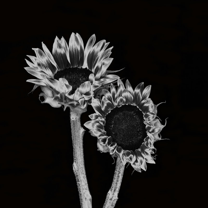Photograph of Two sassy Sunflowers sporting their black and white look.