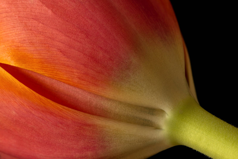 Photograph of a soft orange tulip in macro.
