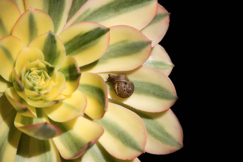 Photograph of a sedum plant with a lovely snail.