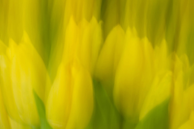 Portrait of yellow Tulips in abstract.