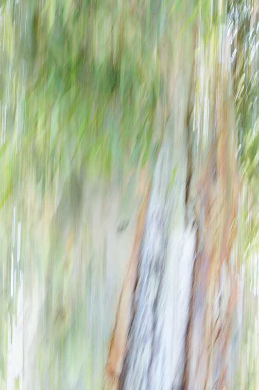 Impressionistic photograph of a Gum tree.