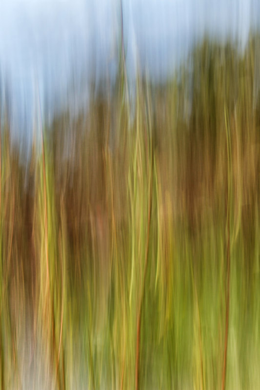 Photograph of Beach Grass in abstract.