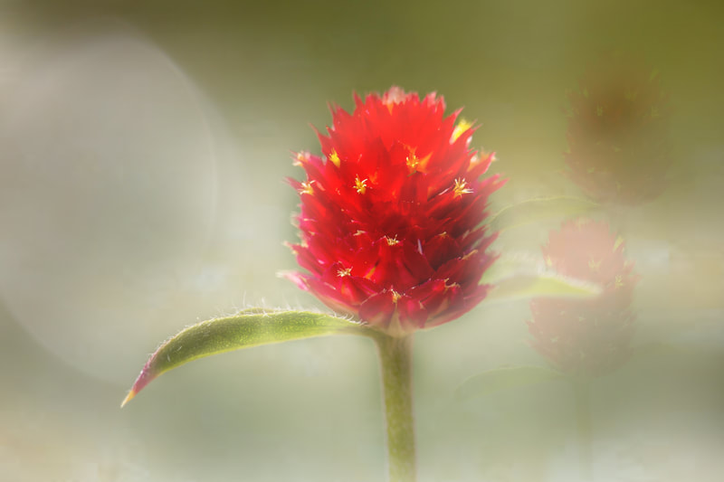 Photo of a red flower showing through the morning mist.
