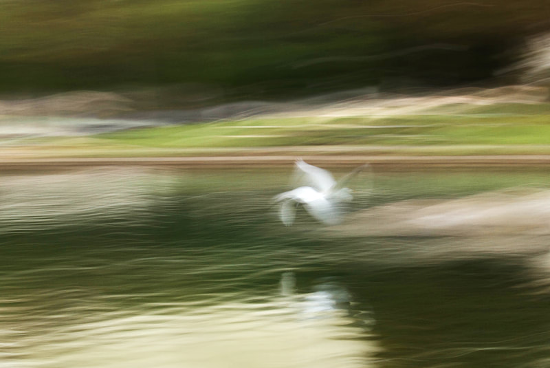 Photograph showing A bird takes flight in an impressionistic styled photograph.