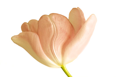 Photograph of soft pink tulip.