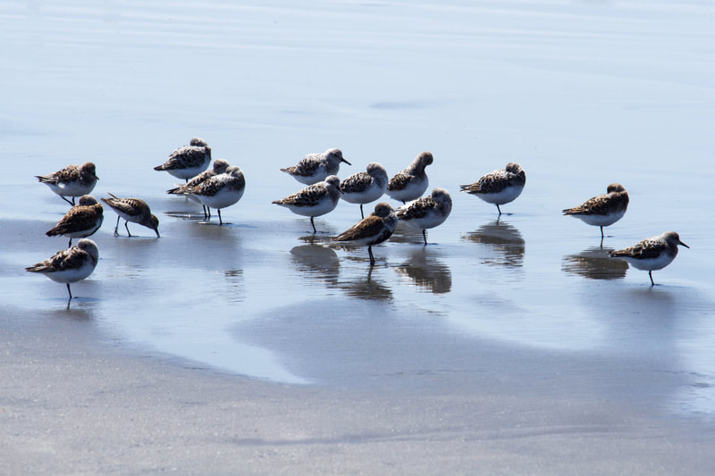 Photograph of a flock of shore birds gathering on the beach.