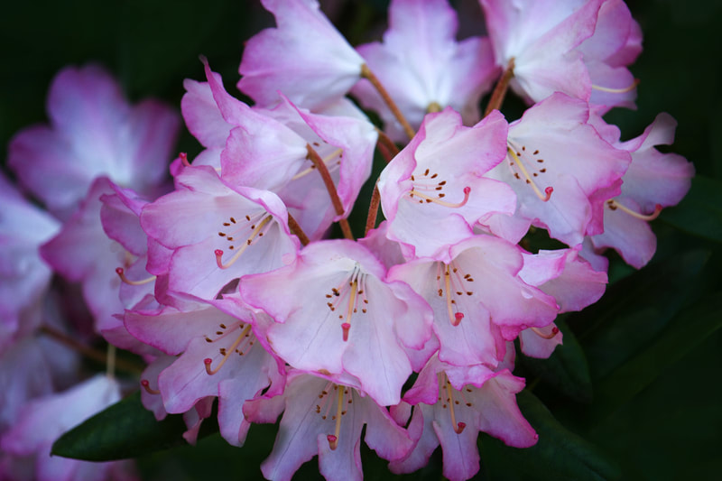 Rhododendron in soft light.