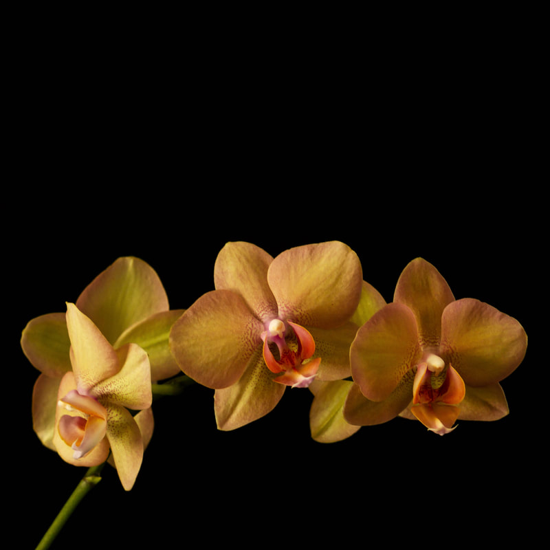 Orchid spray on black background photograph