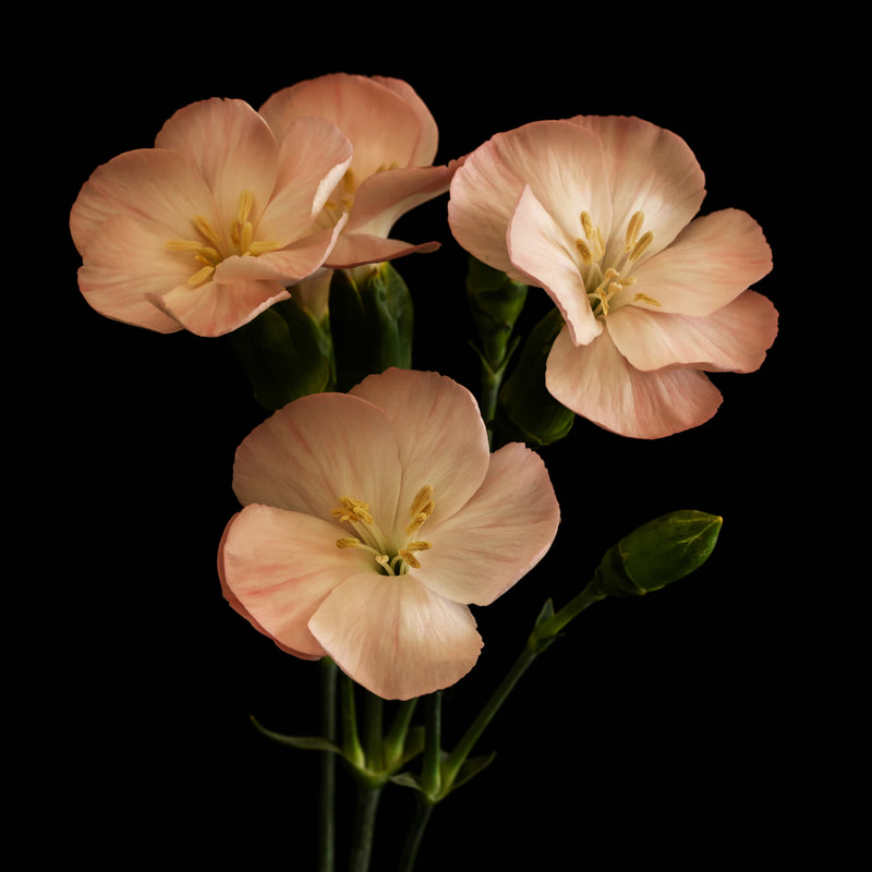 Photograph of Three soft pink flowers.