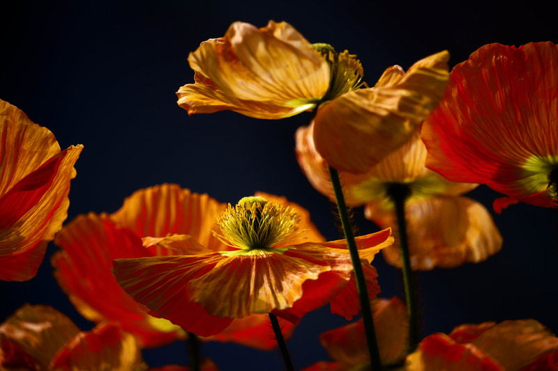 Photograph of  Bright Orange Poppies in the morning light.