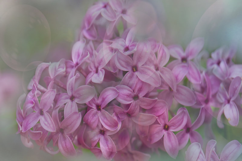 Photograph of Spring Lilacs in the mist.