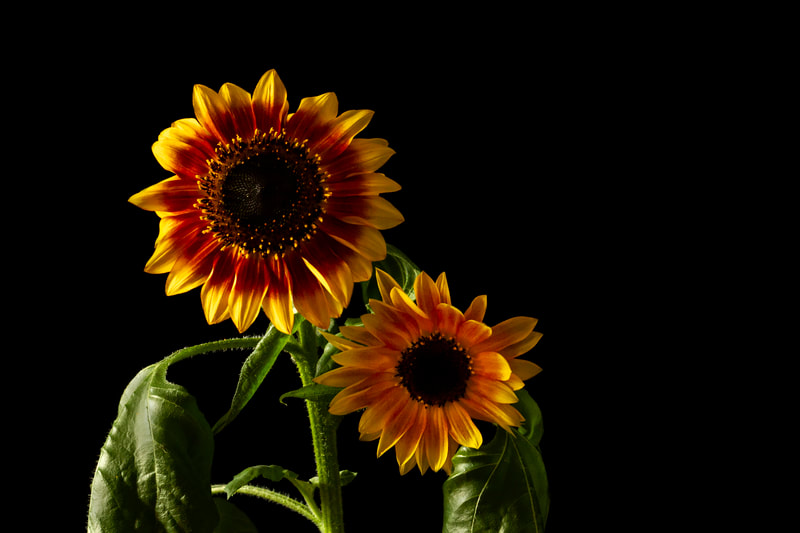 Two sunflowers hug in the morning light.