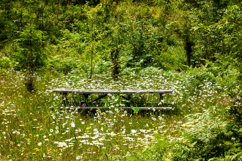 A forgotten picnic table nestled in wild daisies.