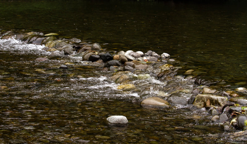 Photograph of a closeup of the Satsop river in Washington state.