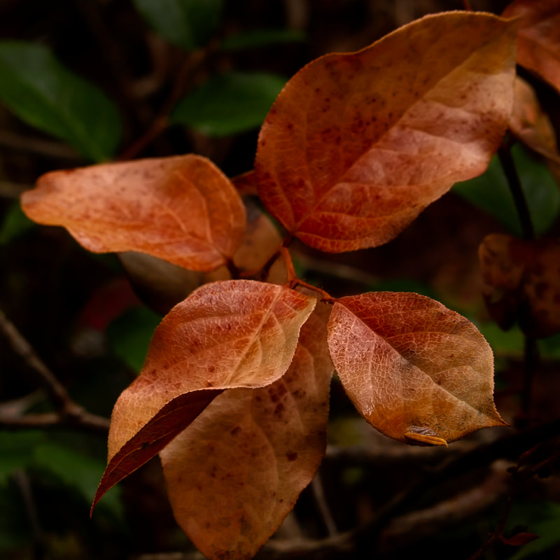 Photo of dying Salal plant leave