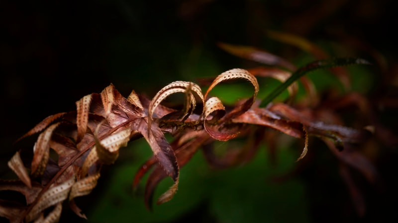Photograph of a curled Sword Fern in its fall colors.