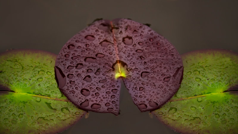 Photograph of three lily pads in a pond covered with raindrops.