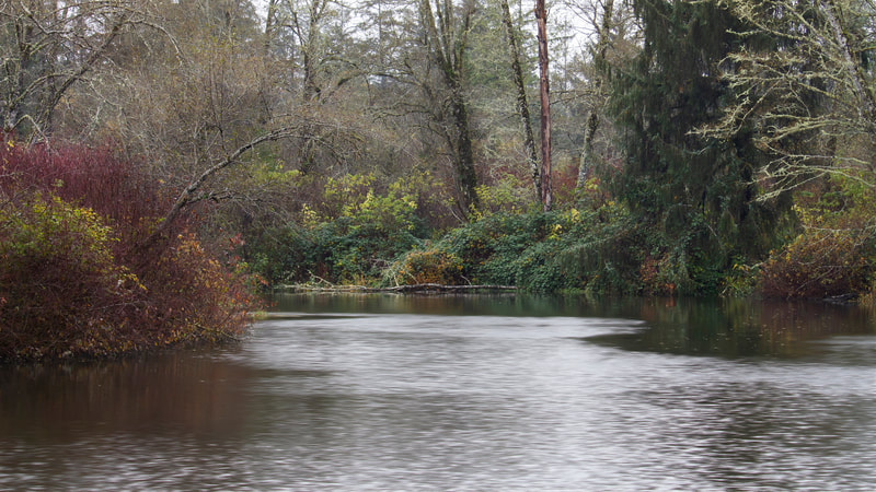 Photograph of a rainy day on Blue Slough.