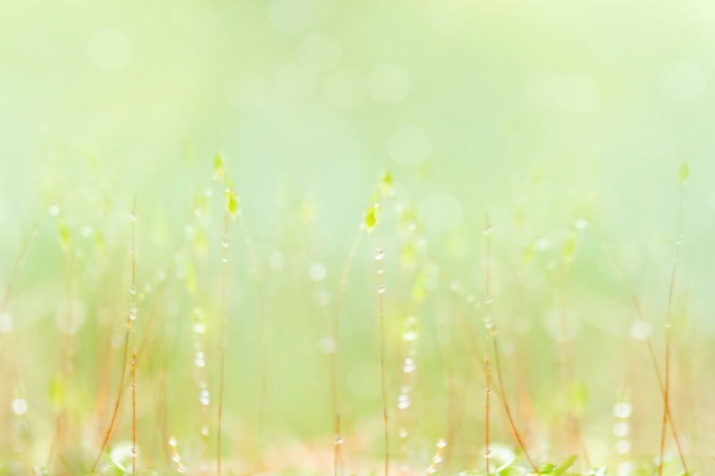 Photo of morning dew drops on grass.