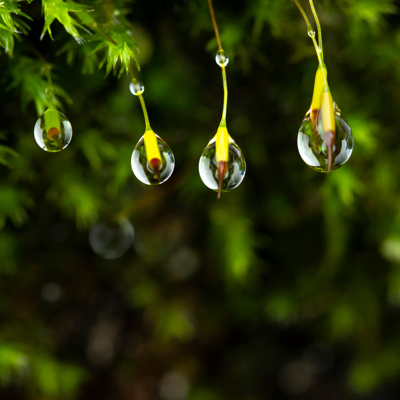 Image of Raindrops clinging to moss sporophytes.