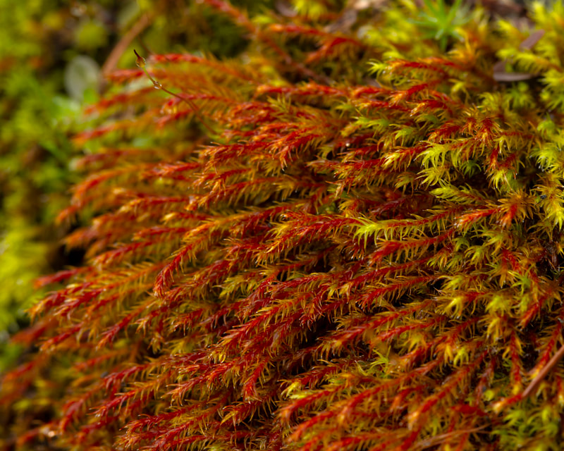 Photograph of Red moss growing on a rock.