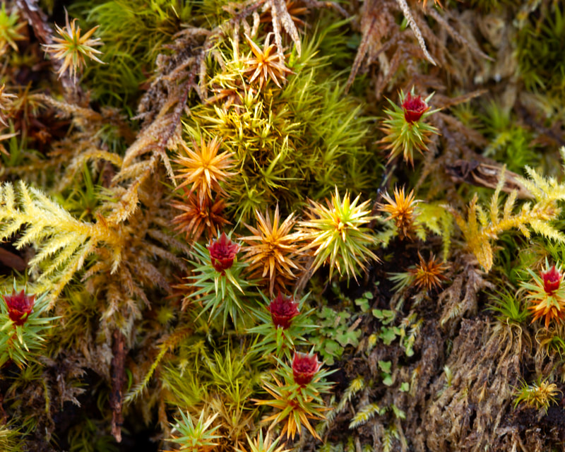 Photograph of Male plants of a Juniper Haircap Moss.