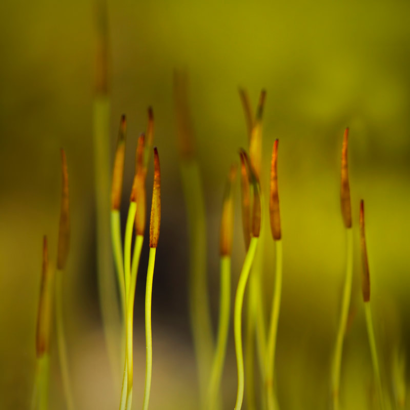 Photograph of Sporophytes in the forest.