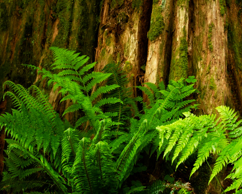 Photo of forest ferns at the base of a tree.