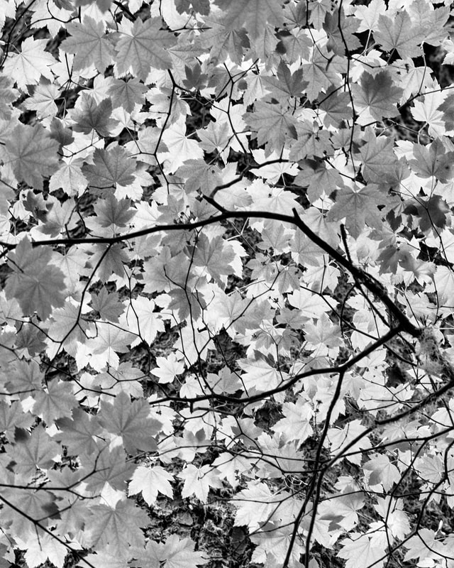 Photograph of Vine maple leaves are silhouetted against the sky.