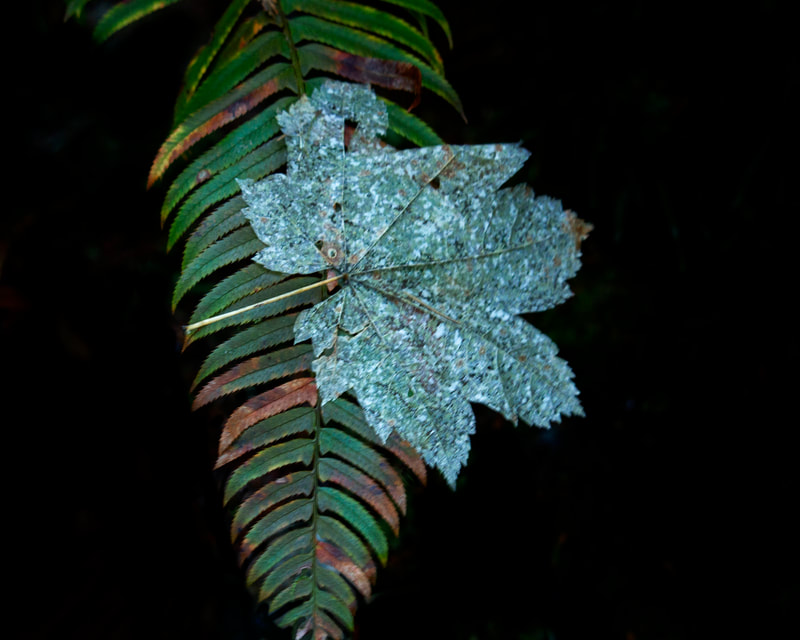 Photograph of A fallen maple leaf rests on a fern frond.