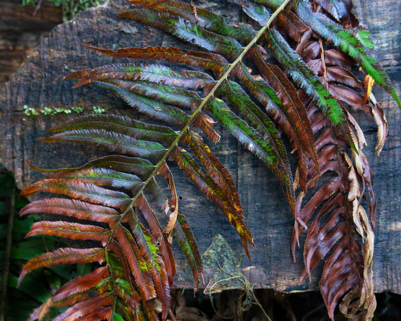 Photograph of A winter fern frond drapes over a piece of tree.