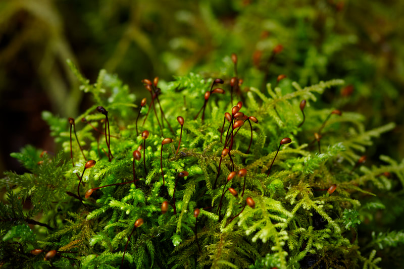 Photograph of Sporophytes of the Kindbergia oregana moss.