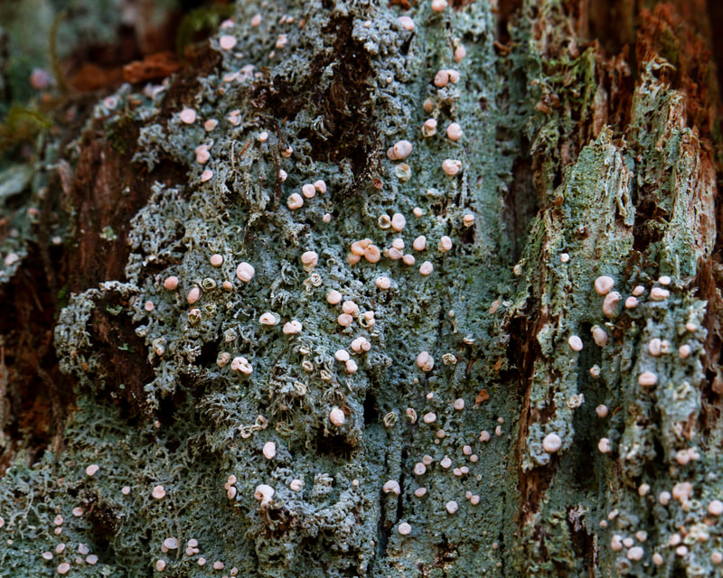 Photograph of the lichen known as Fairy Puke.