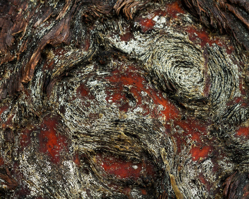 Image of a Close up of the pattern on tree bark
