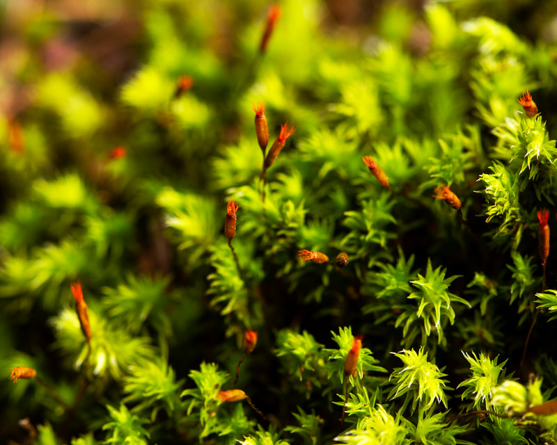 Photo of red sporophytes on moss deep in the forest.